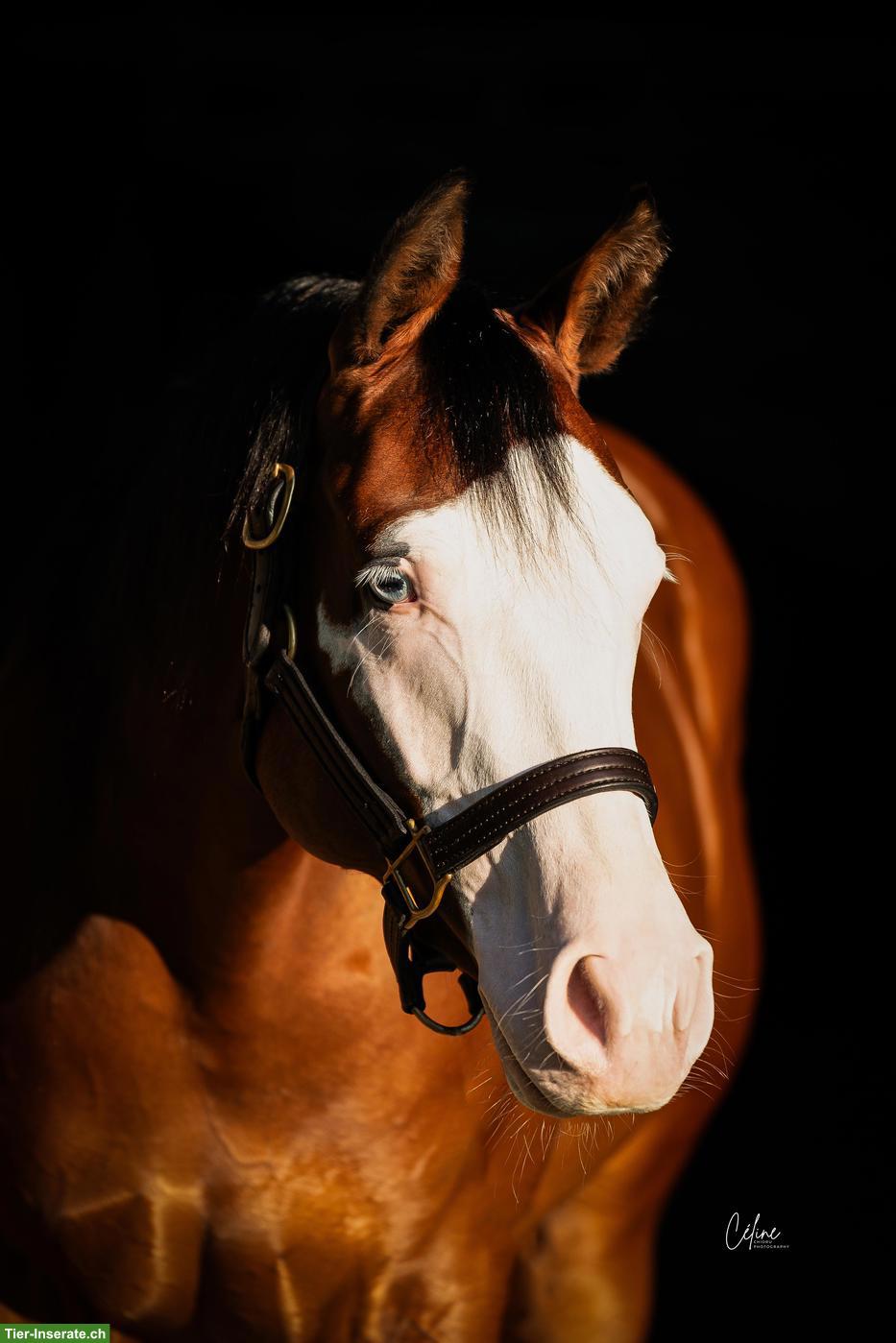 4-jährige Quarter Horse & Paint Horse Stute, doppelt registriert