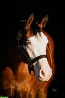 4-jährige Quarter Horse & Paint Horse Stute, doppelt registriert