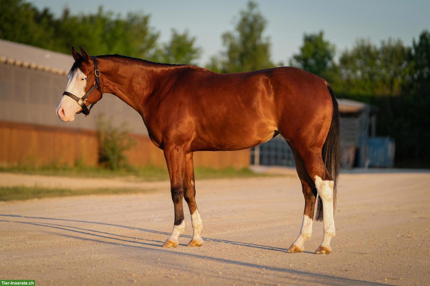 Bild 3: 4-jährige Quarter Horse & Paint Horse Stute, doppelt registriert