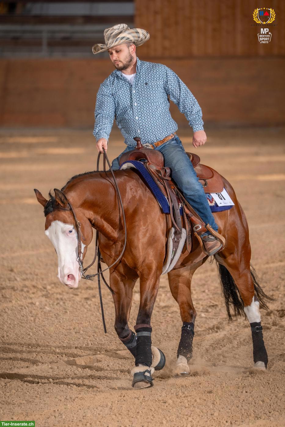 Bild 4: 4-jährige Quarter Horse & Paint Horse Stute, doppelt registriert
