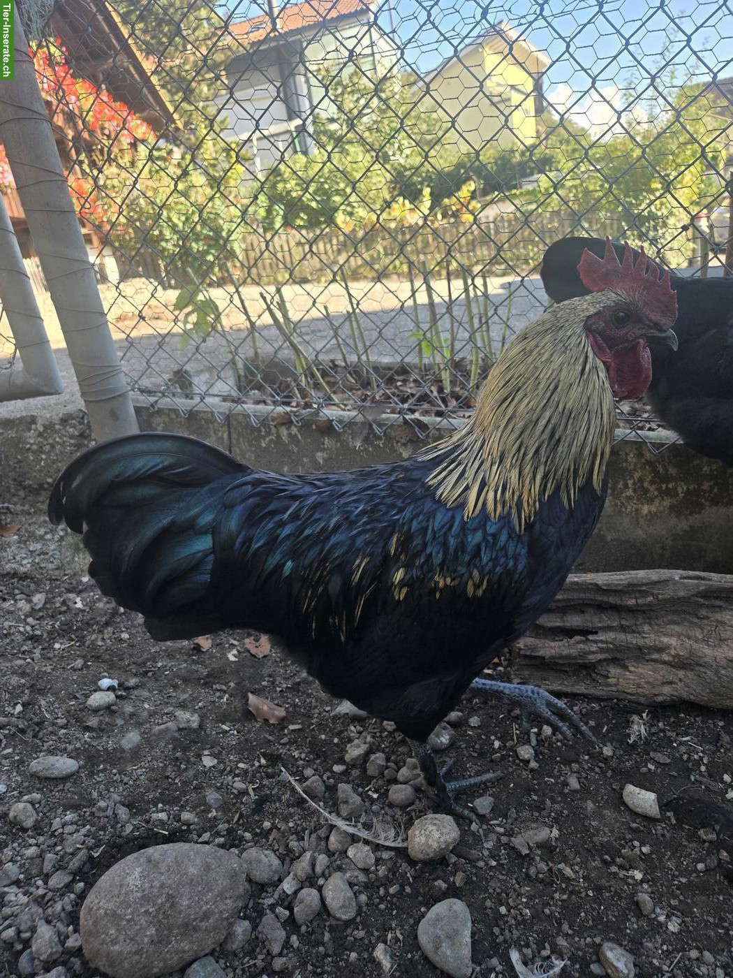 2 Mischlingshähne, Ayam Cemani x Marans