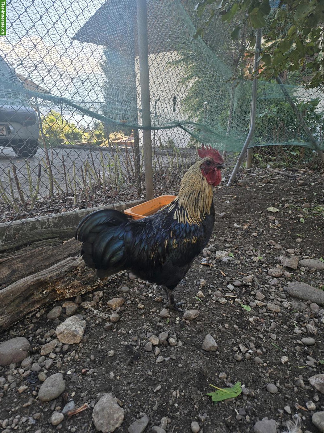 Bild 2: 2 Mischlingshähne, Ayam Cemani x Marans