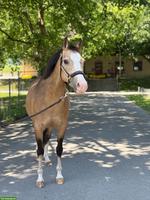 Kinderpony/Familienpony, ideal für den Tag der Jugend
