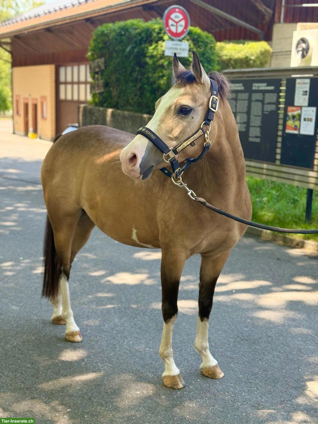 Bild 2: Kinderpony/Familienpony (Verkauf oder Eintausch)