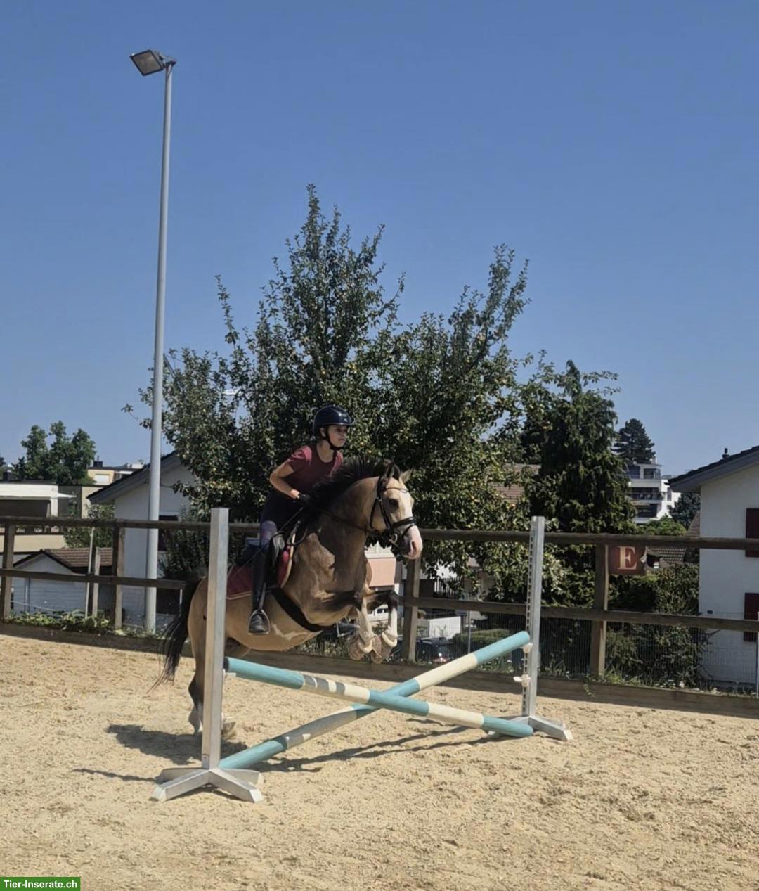 Bild 3: Kinderpony/Familienpony (Verkauf oder Eintausch)