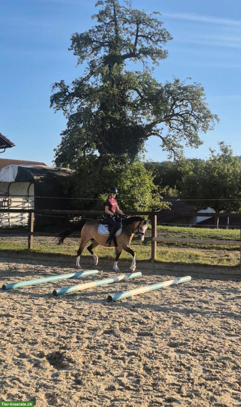 Bild 4: Kinderpony/Familienpony (Verkauf oder Eintausch)