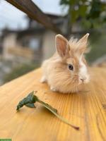 3 junge Löwenkopf Zwergkaninchen Mix, männlich