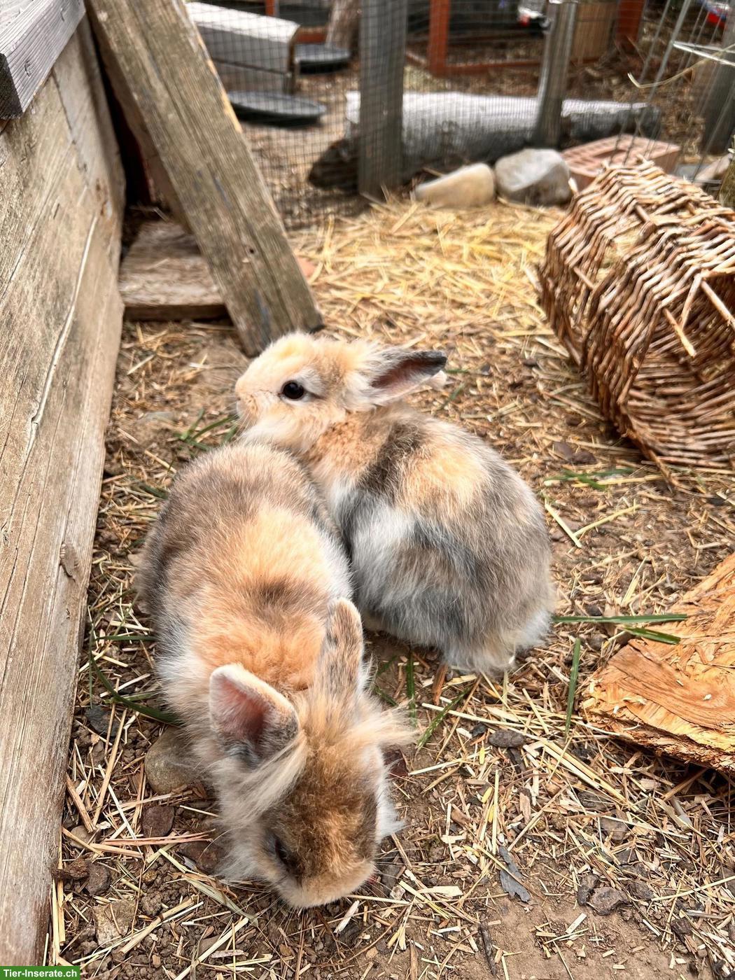 Bild 4: 3 junge Löwenkopf Zwergkaninchen Mix, männlich