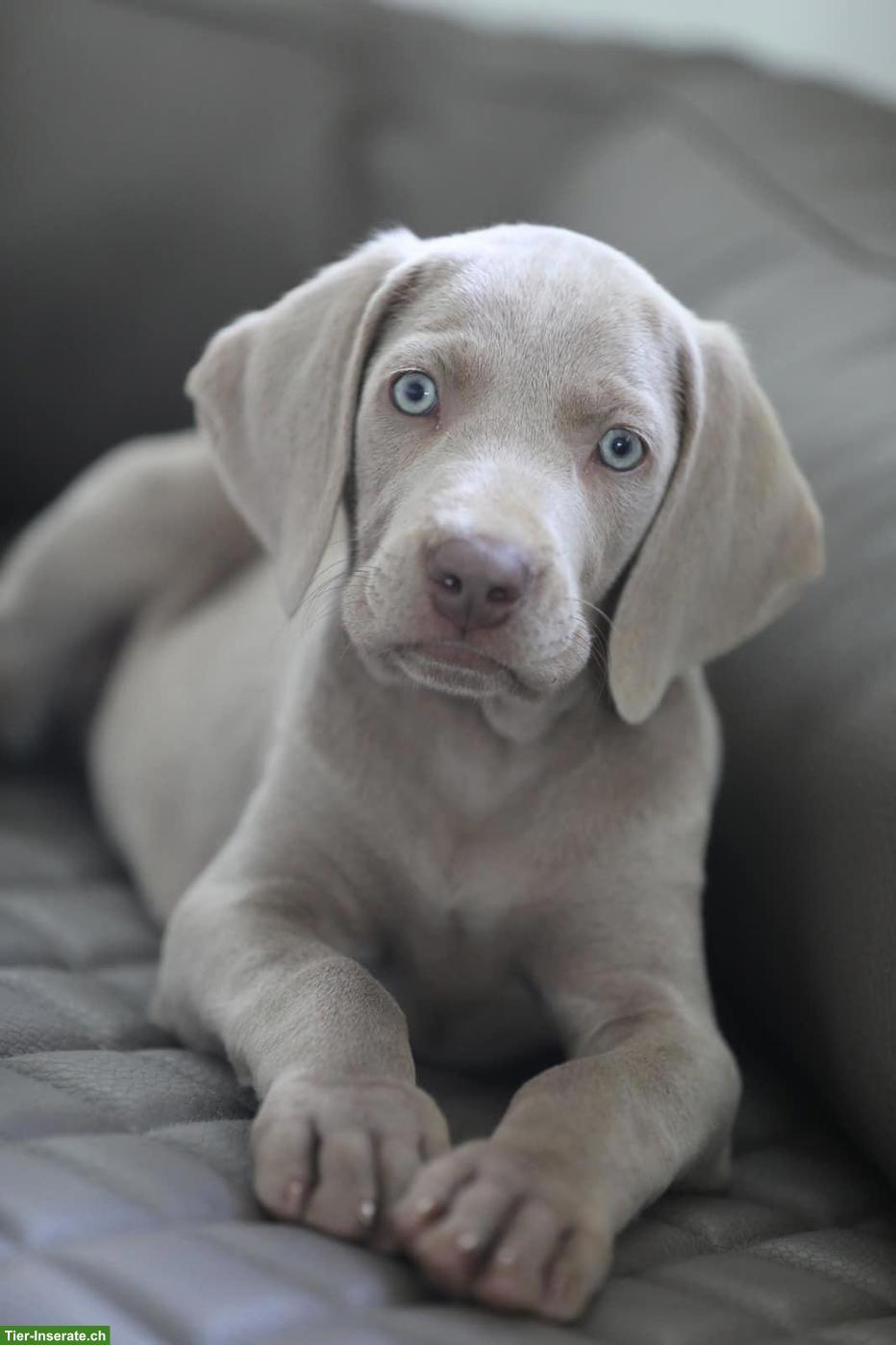 Weimaraner Welpen mit Papieren & genetischer Auswertung
