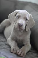Weimaraner Welpen mit Papieren & genetischer Auswertung