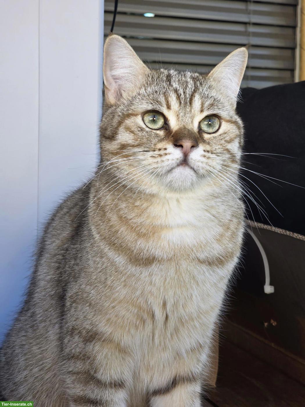 Britisch Kurzhaar Kater "Charly" (2 Jahre) sucht sein Traumzuhause!