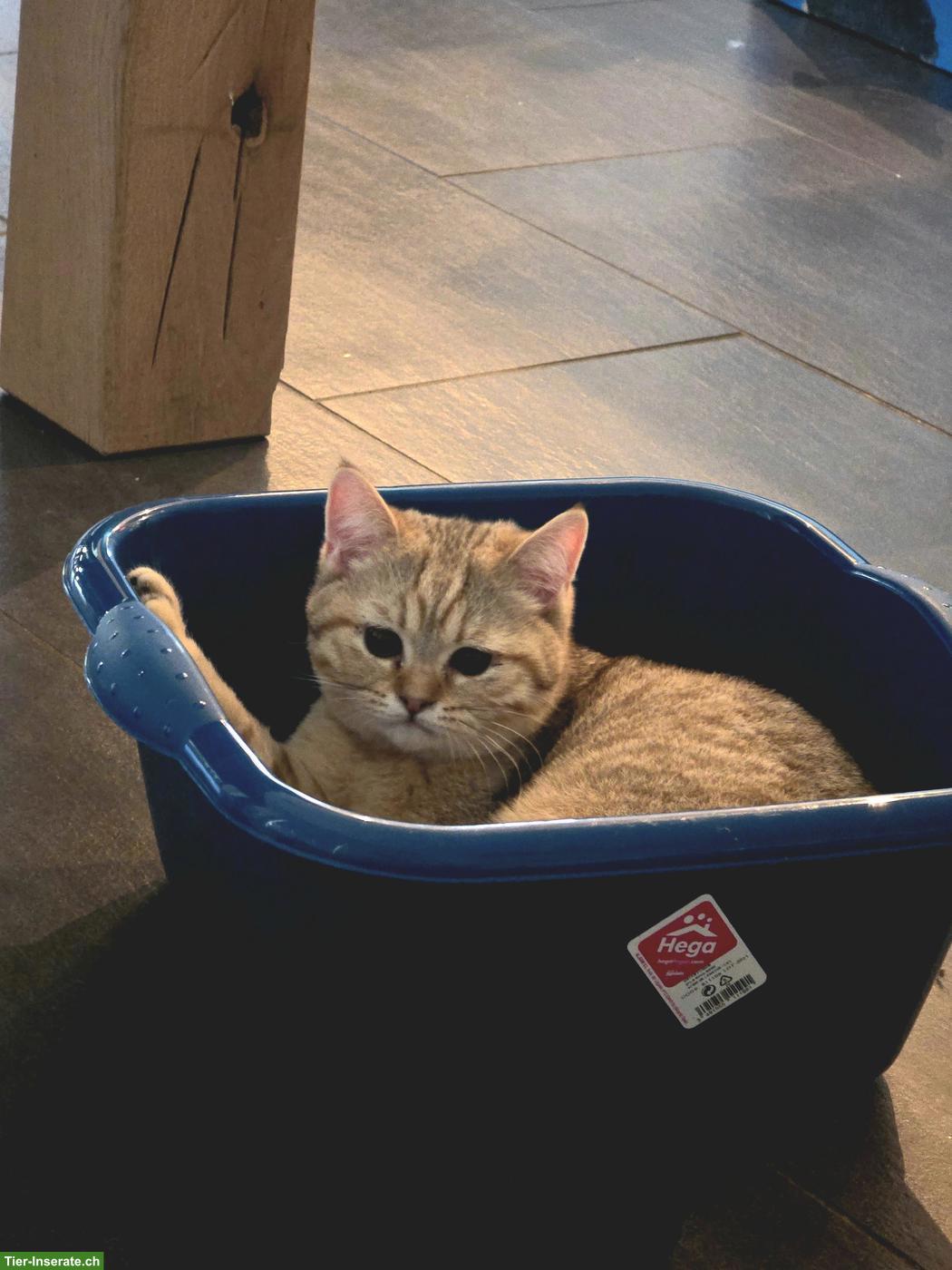 Bild 4: Britisch Kurzhaar Kater "Charly" (2 Jahre) sucht sein Traumzuhause!