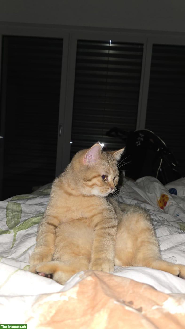 Bild 5: Britisch Kurzhaar Kater "Charly" (2 Jahre) sucht sein Traumzuhause!
