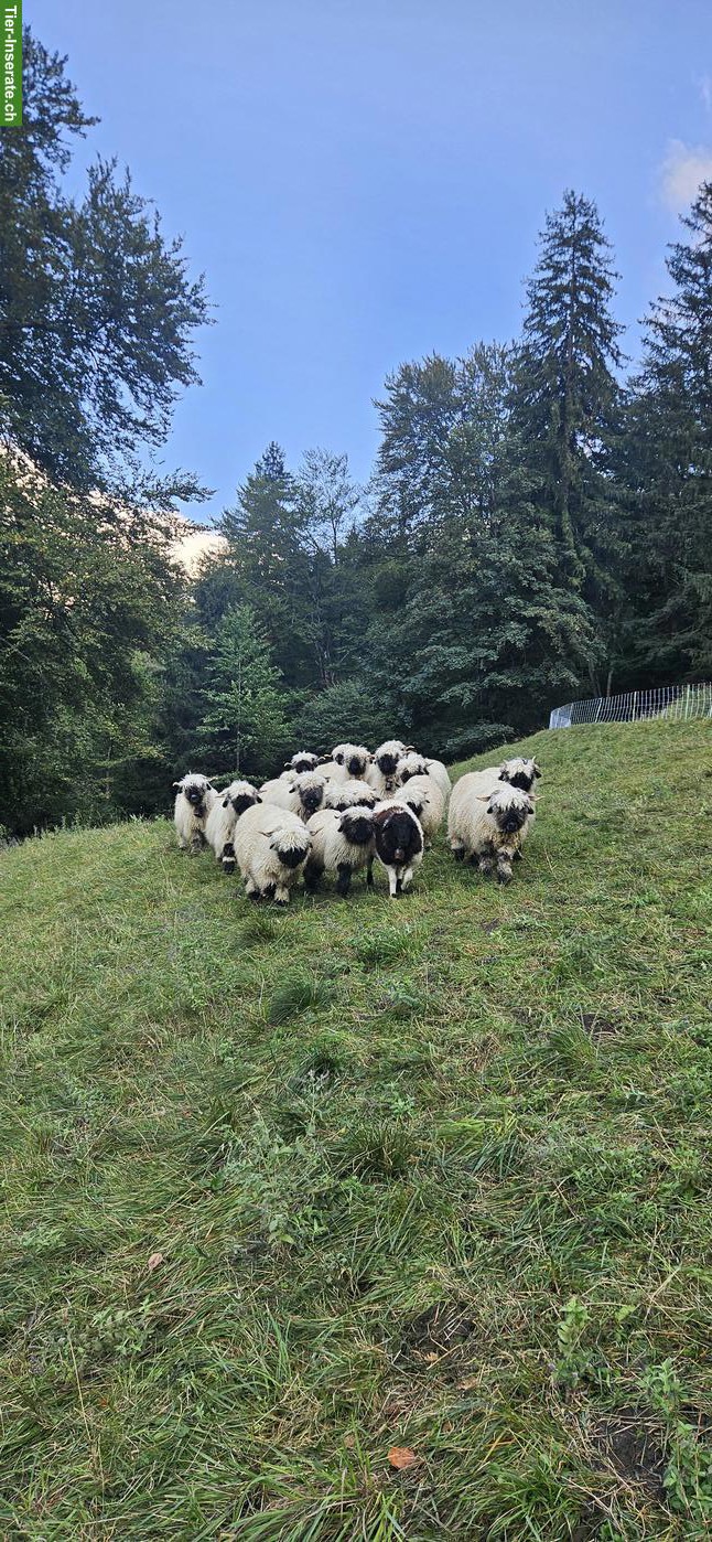Walliser Schwarznasenschaf Chilber zu verkaufen