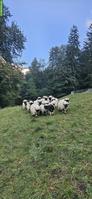 Walliser Schwarznasenschaf Chilber zu verkaufen