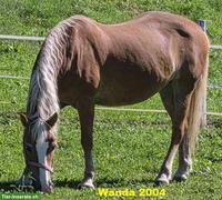 Haflinger Stute günstig abzugeben