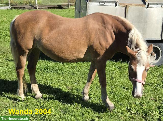 Bild 2: Haflinger Stute günstig abzugeben
