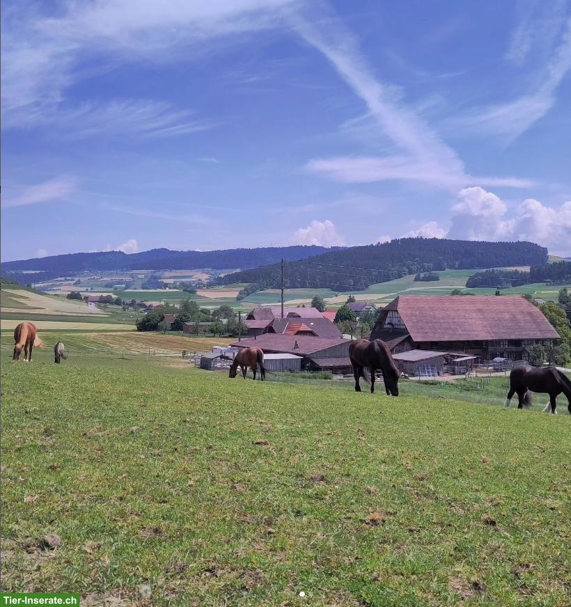 Bild 2: 1 bis 2 Offenstallplätze frei in Tägertschi Bern