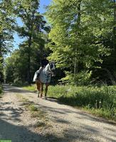 Suche Reitbeteiligung | Region Oberwil bei Büren BE