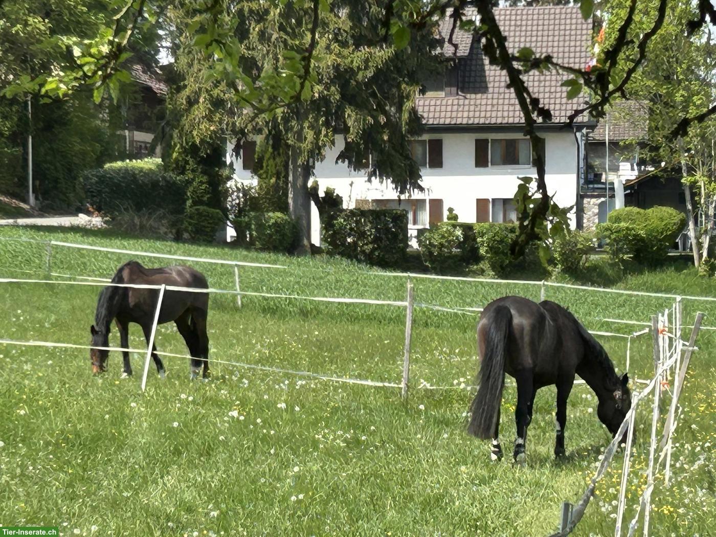 Bild 3: Stallmitarbeiter/in gesucht für Pferdestall im Kanton Aargau