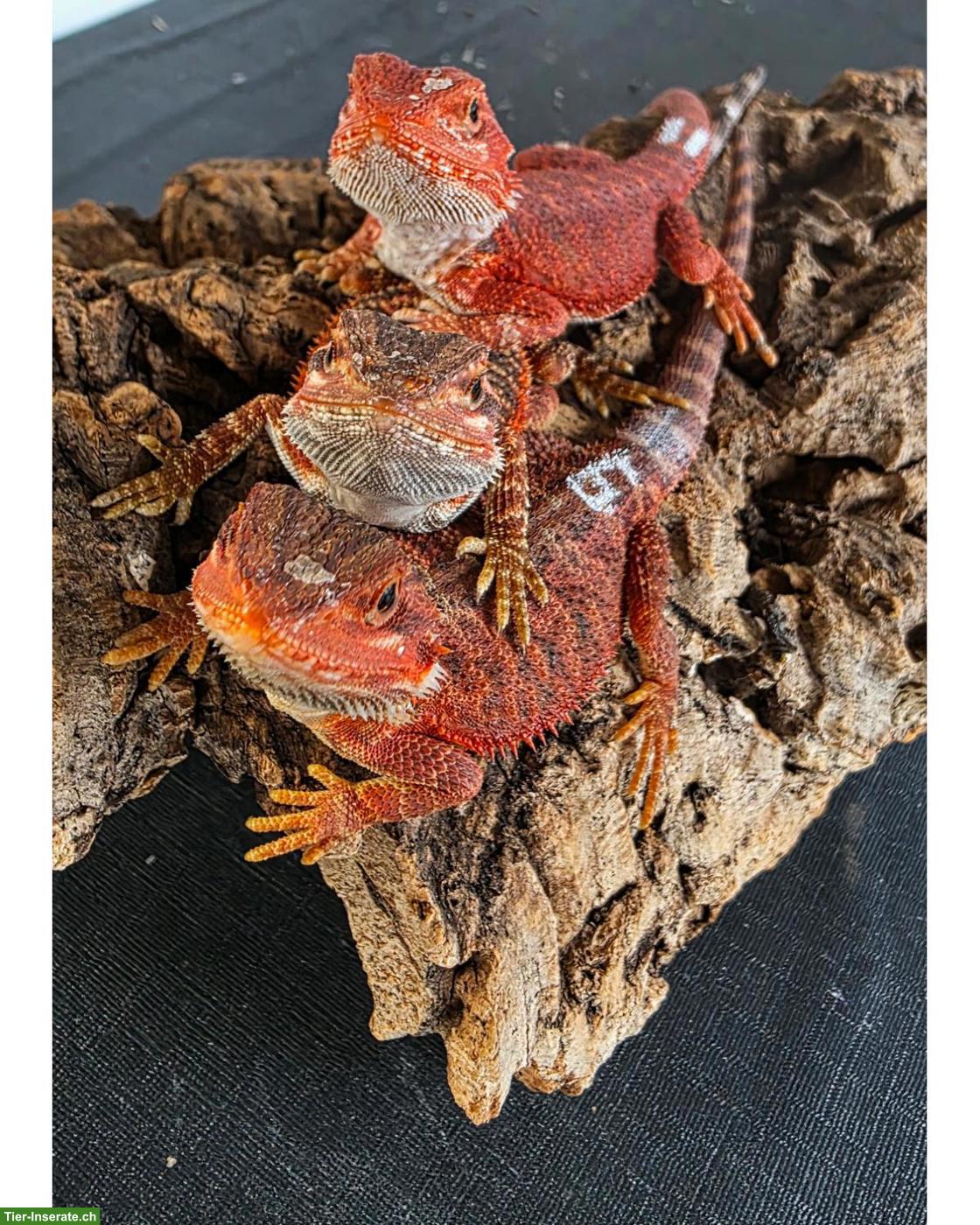 ½ red Monster, ½ extrem red Bartagame x Sandfire red NZ 2026