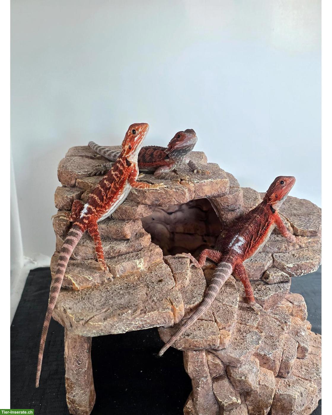 Bild 2: ½ red Monster, ½ extrem red Bartagame x Sandfire red NZ 2026