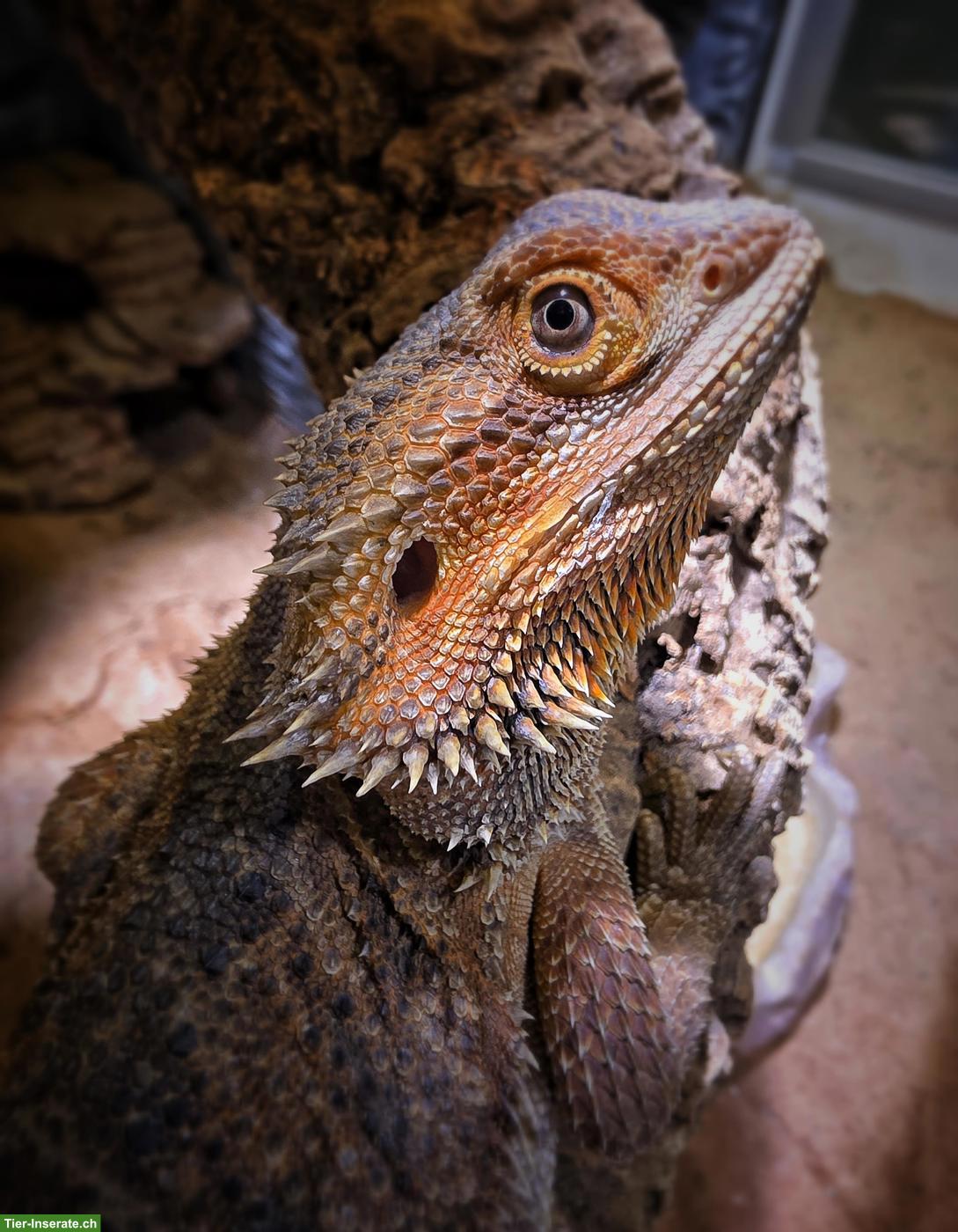 Bild 4: ½ red Monster, ½ extrem red Bartagame x Sandfire red NZ 2026