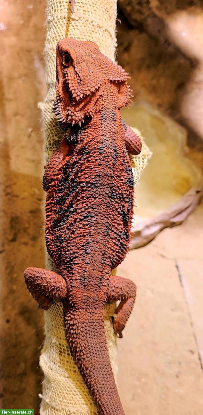 Bild 5: ½ red Monster, ½ extrem red Bartagame x Sandfire red NZ 2026