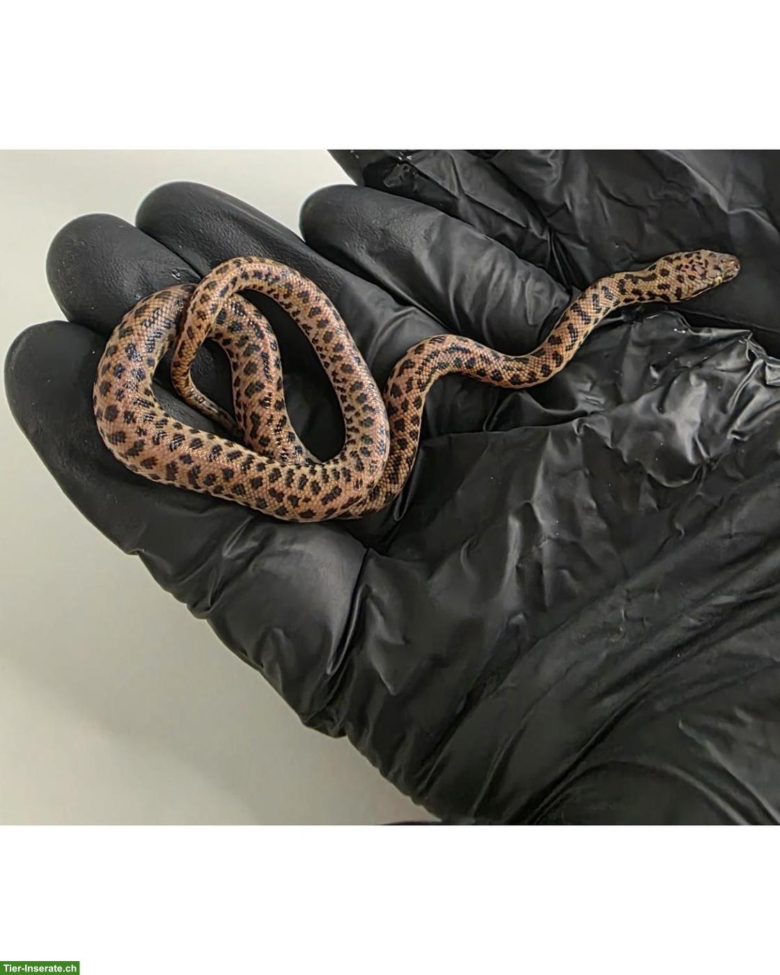 Antaresia maculosa NZ 2026 / Fleckenpython