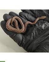 Antaresia maculosa NZ 2026 / Fleckenpython