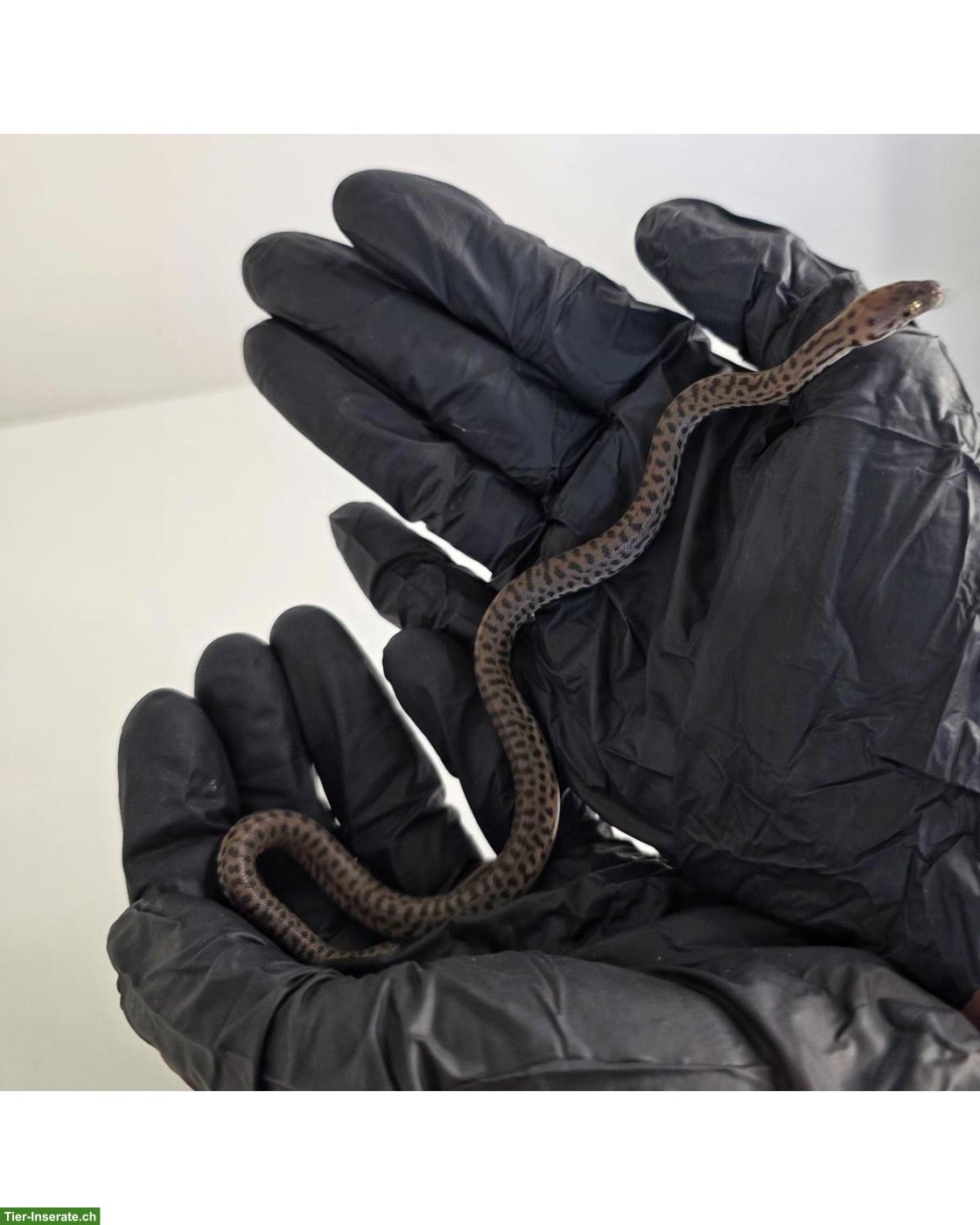 Bild 2: Antaresia maculosa NZ 2026 / Fleckenpython