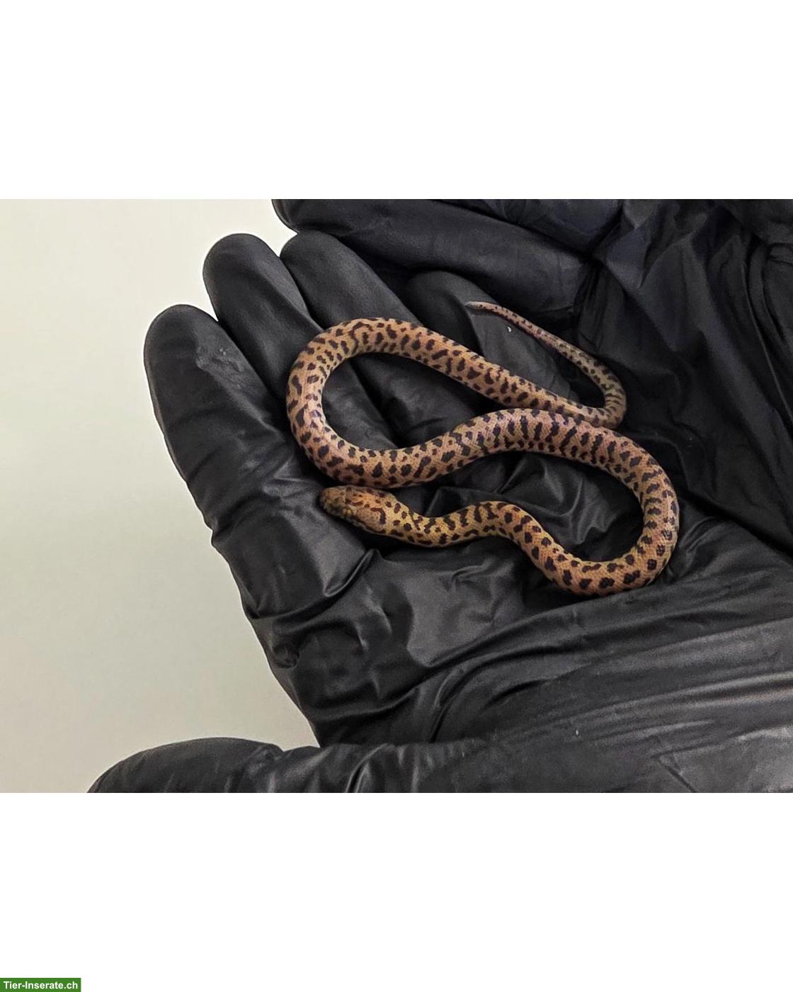 Bild 3: Antaresia maculosa NZ 2026 / Fleckenpython