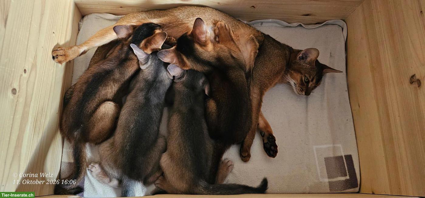 4 reinrassige Abessinier Katerchen mit Stammbaum