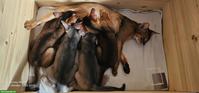 4 reinrassige Abessinier Katerchen mit Stammbaum