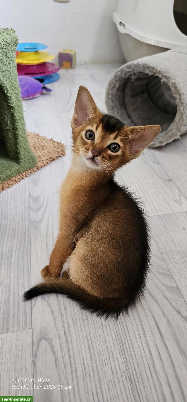 Bild 3: 4 reinrassige Abessinier Katerchen mit Stammbaum