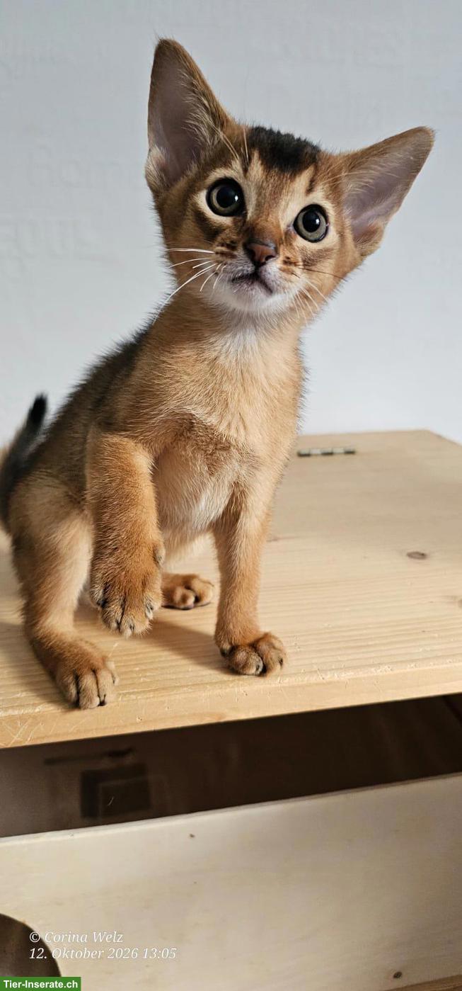 Bild 4: 4 reinrassige Abessinier Katerchen mit Stammbaum