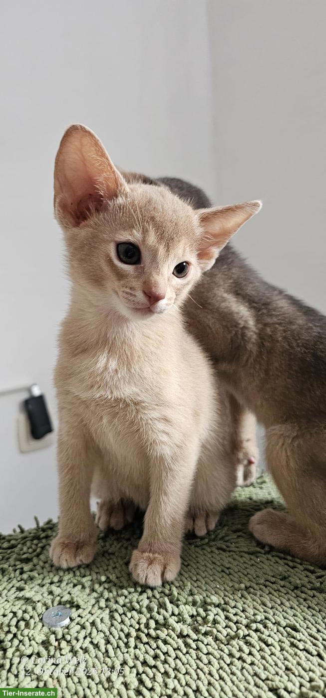 Bild 5: 4 reinrassige Abessinier Katerchen mit Stammbaum