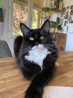 Maine Coon Katze, bezaubernde Mei-Mei sucht ihr Für-immer-Zuhause ❤️