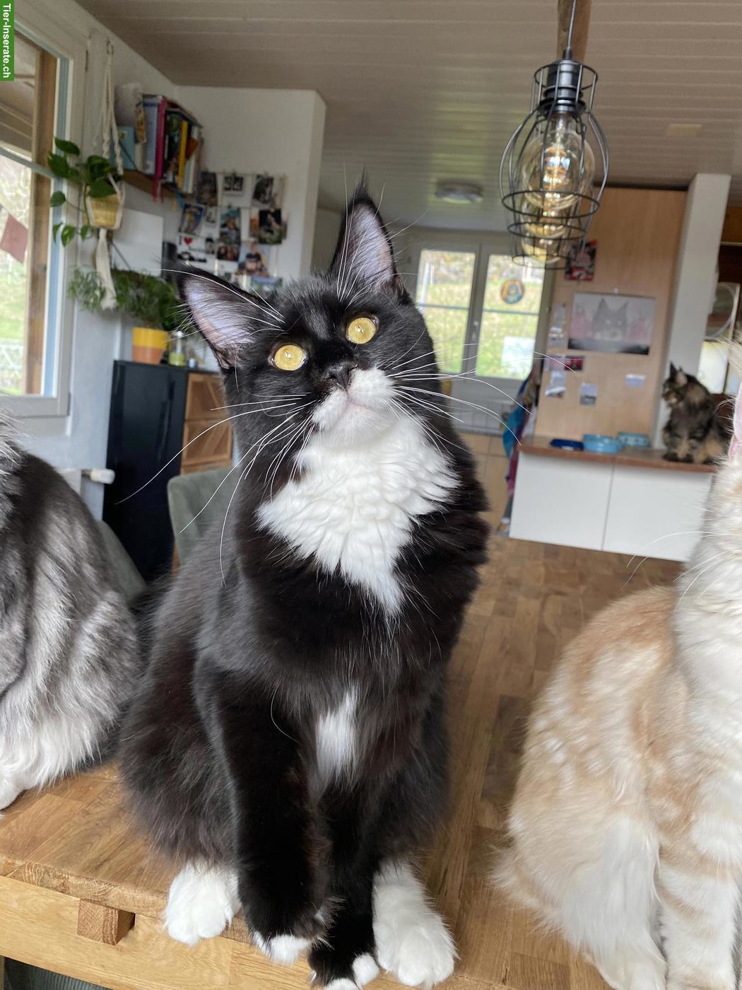 Bild 4: Maine Coon Katze, bezaubernde Mei-Mei sucht ihr Für-immer-Zuhause ❤️