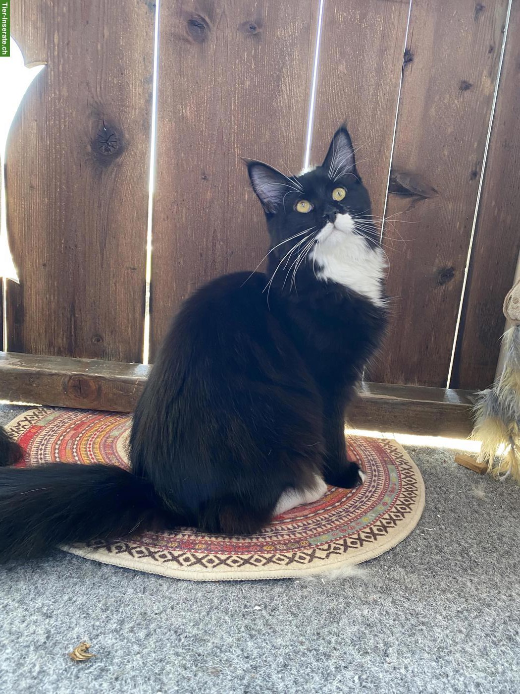 Bild 5: Maine Coon Katze, bezaubernde Mei-Mei sucht ihr Für-immer-Zuhause ❤️