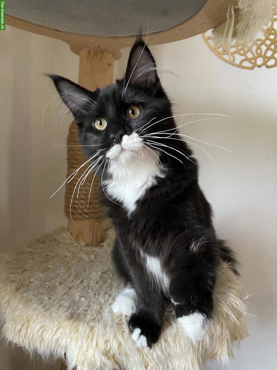 Bild 7: Maine Coon Katze, bezaubernde Mei-Mei sucht ihr Für-immer-Zuhause ❤️