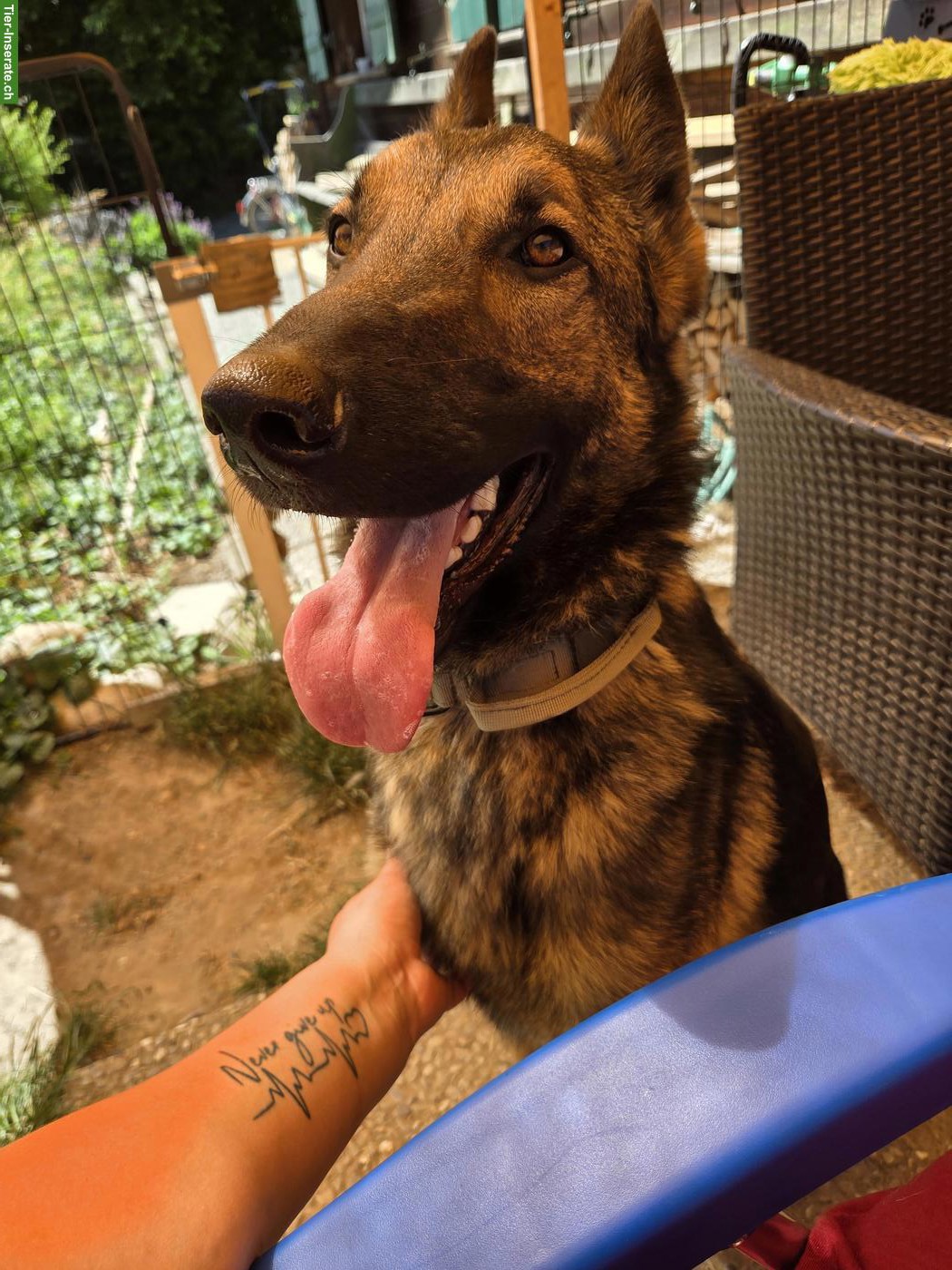 2-jähriger Mischlingsrüde, Deutscher Schäferhund x Malinois