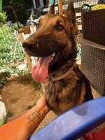 2-jähriger Mischlingsrüde, Deutscher Schäferhund x Malinois