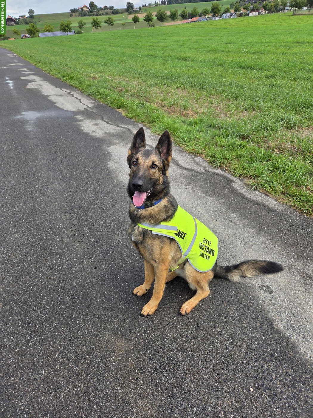 Bild 2: 2-jähriger Mischlingsrüde, Deutscher Schäferhund x Malinois