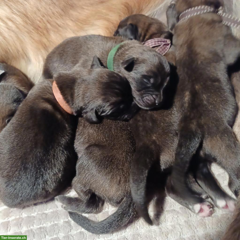 Reinrassige Leonberger Welpen | Wurfankündigung