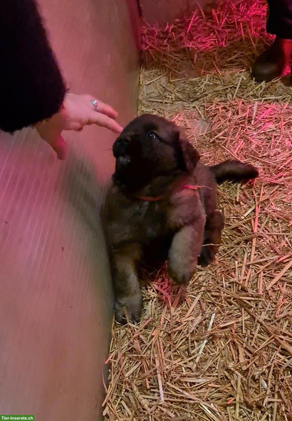 Bild 2: Reinrassige Leonberger Welpen | Wurfankündigung