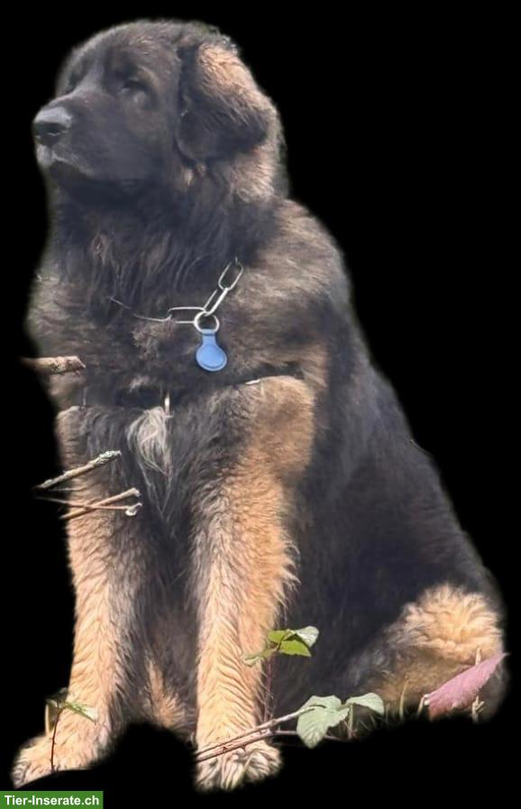 Bild 5: Reinrassige Leonberger Welpen | Wurfankündigung