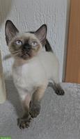 Siam Kätzchen sucht liebevolles Zuhause