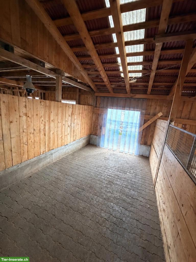 Auhof - grosse, helle Auslaufboxen in Serneus GR