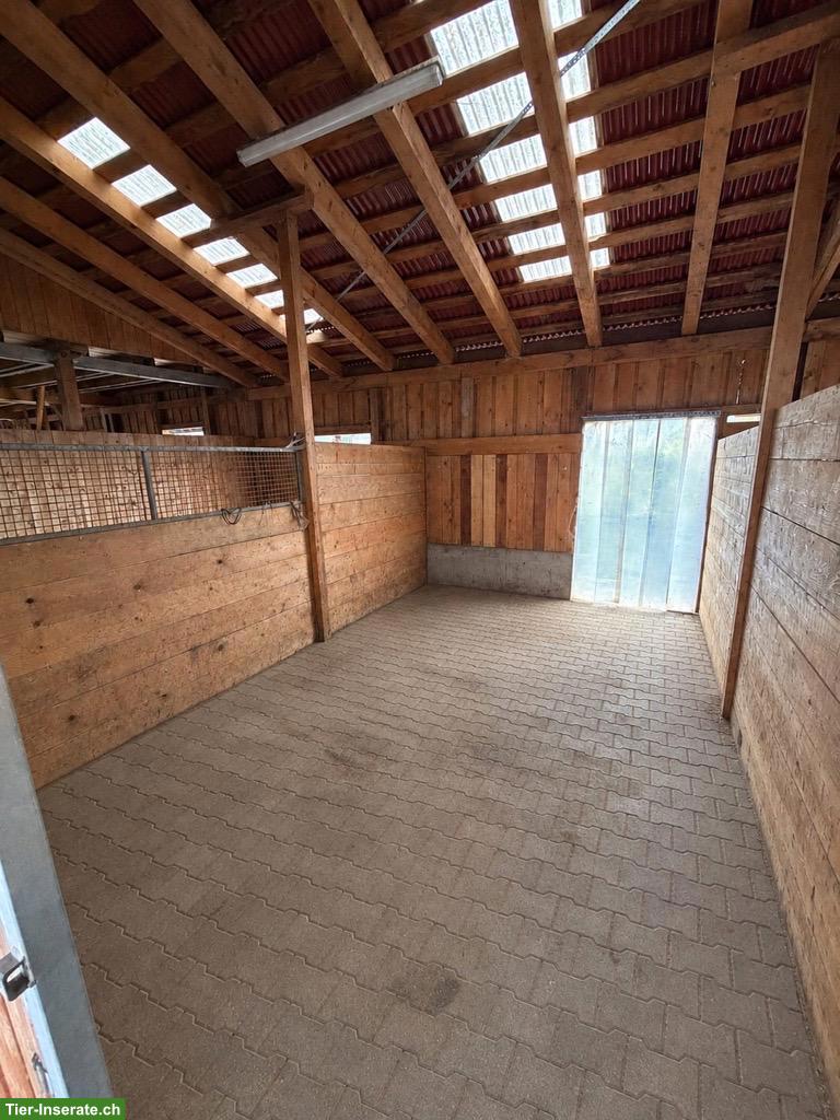 Bild 2: Auhof - grosse, helle Auslaufboxen in Serneus GR